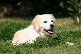GOLDEN RETRIEVER 1099